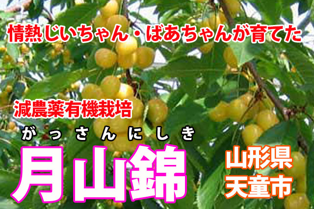 【送料無料】魅惑の黄色いさくらんぼ『月山錦』１kg手詰め　加藤農園のこだわりのさくらんぼ　有機減農薬栽培　農家直送　山形県天童市