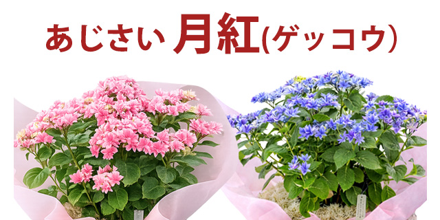 母の日 2026 ギフト あじさい 紫陽花 月虹 ゲッコウ ブルー ピンク 5号