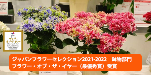 母の日 2026 ギフト あじさい 紫陽花 月虹 ゲッコウ ブルー ピンク 5号