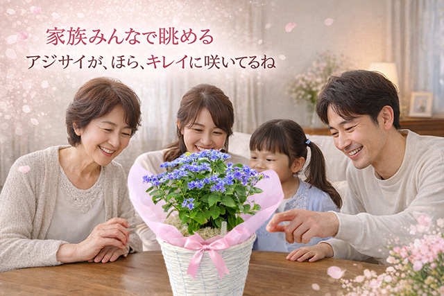母の日 2026 ギフト あじさい 紫陽花 月虹 ゲッコウ ブルー ピンク 5号
