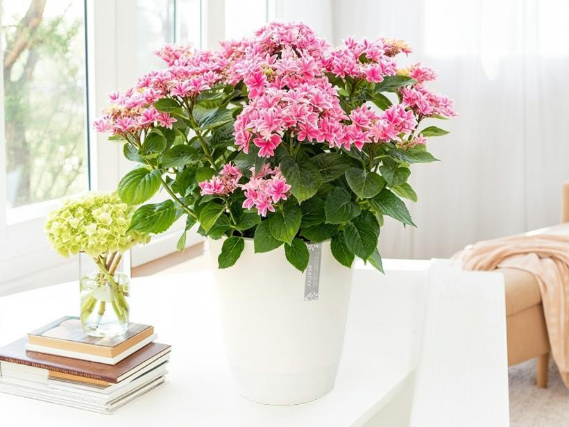 母の日 2026 ギフト あじさい 紫陽花 月虹 ゲッコウ ブルー ピンク 5号