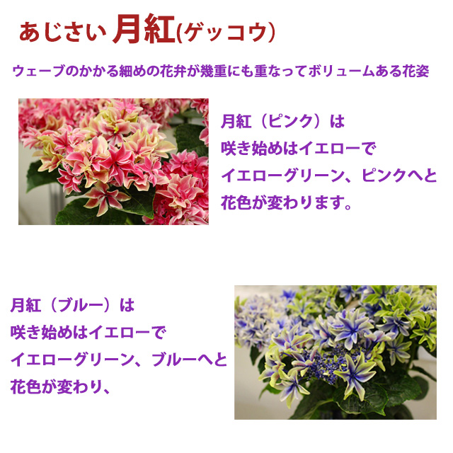 母の日 2026 ギフト あじさい 紫陽花 月虹 ゲッコウ ブルー ピンク 5号