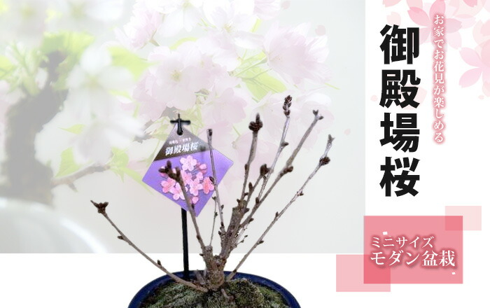 御殿場桜 桜 盆栽