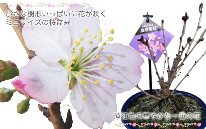 御殿場桜 旭山 桜 盆栽