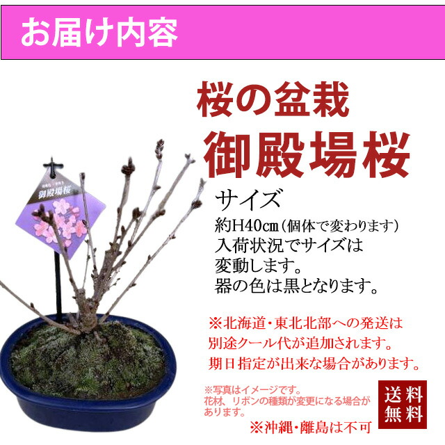 御殿場桜 旭山 桜 盆栽