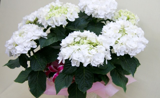 紫陽花アジサイ　　ダンスパーティー　鉢植え　インテリアグリーン　送料無料　ネット通販花屋花樹有（かじゅある )