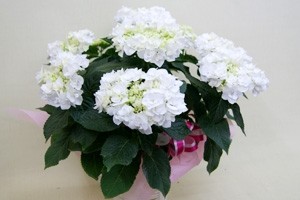 紫陽花アジサイ　鉢植え　インテリアグリーン　送料無料　ネット通販花屋花樹有（かじゅある )