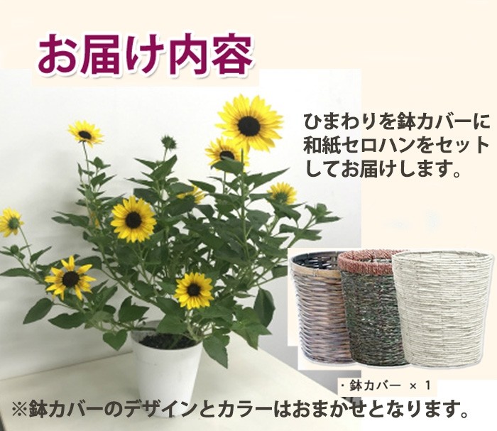 ヒマワ ひまわり 鉢植え 母の日 ギフト 送料無料