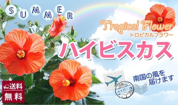 インテリアグリーン観葉植物　ハイビスカス　鉢植え　送料無料　ネット通販花屋花樹有（かじゅある )
