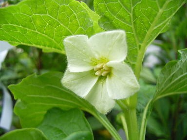 ほおずき　花