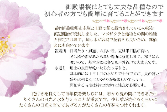 御殿場桜 旭山 桜 盆栽 育て方