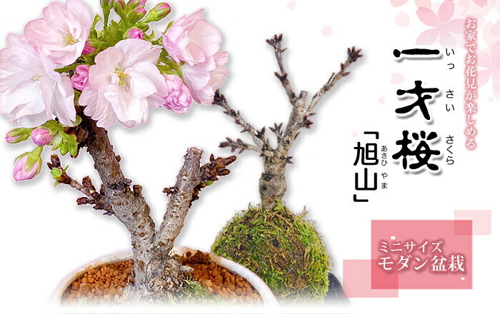 一才桜　桜　盆栽