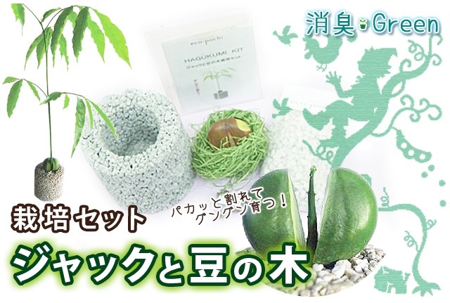 観葉植物 ジャックと豆の木 栽培セット 消臭グリーン 鉢植え 観葉植物 インテリアグリーン プレゼント誕生日 結婚記念日 結婚祝い 画像 送料無料 Deo Jack 花ギフト山形産果物野菜花樹有 通販 Yahoo ショッピング