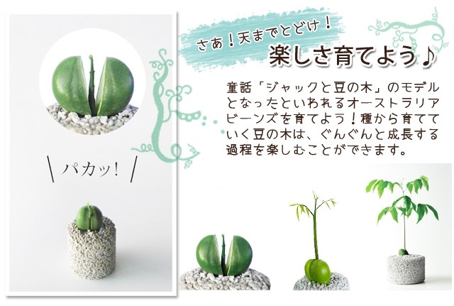 観葉植物 ジャックと豆の木 栽培セット 消臭グリーン 鉢植え 観葉植物 インテリアグリーン プレゼント誕生日 結婚記念日 結婚祝い 画像 送料無料 Deo Jack 花ギフト山形産果物野菜花樹有 通販 Yahoo ショッピング