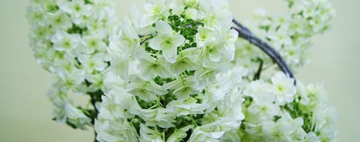 柏葉紫陽花