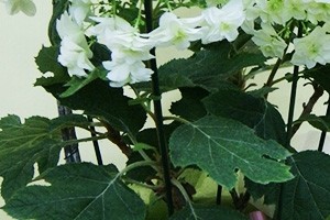 柏葉紫陽花