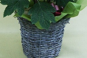 柏葉紫陽花 篭付き