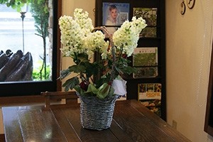 柏葉紫陽花 雰囲気