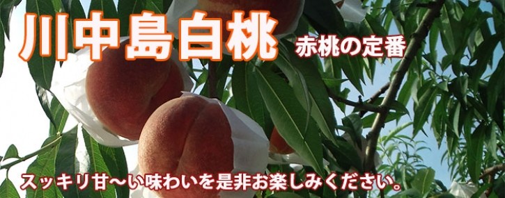 桃　川中島白桃　山形産