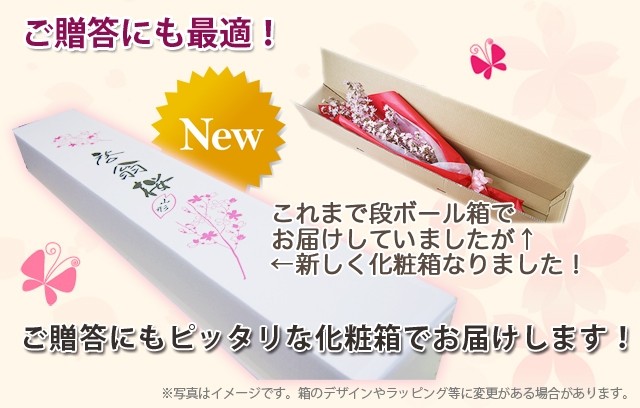 啓翁桜　化粧箱