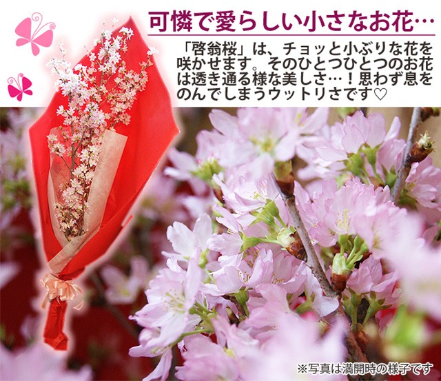 啓翁桜 桜 さくら 花束 80cm ホワイトデー 誕生日 記念日 卒業 啓翁桜 桜 さくら 花束 80cm ホワイトデー 誕生日 記念日 卒業