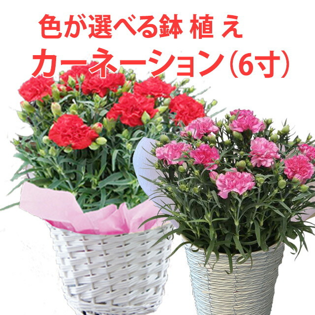 kern-size6-top.jpg
