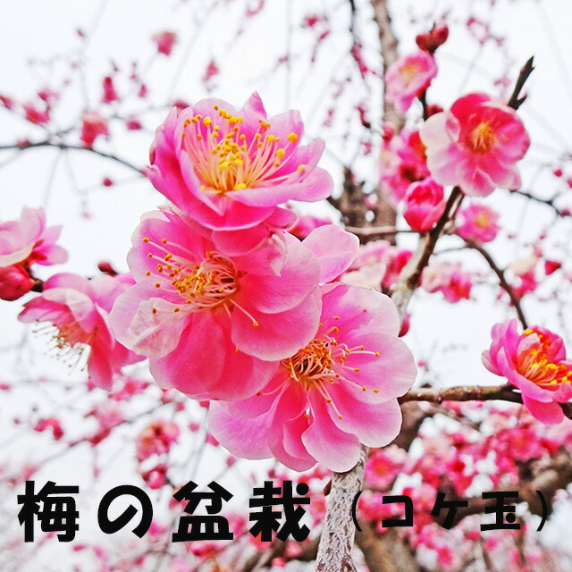 万年青 オモト おもと 【 万年青の鉢植え 篭付き 】 プレゼント