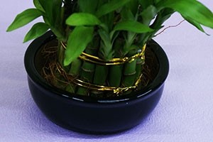 ミリオンバンブー　インテリアグリーン　観葉植物、フラワーギフト
