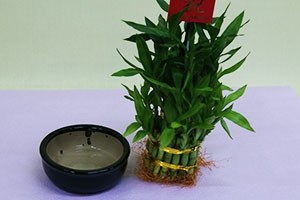 ミリオンバンブー　インテリアグリーン　観葉植物、フラワーギフト