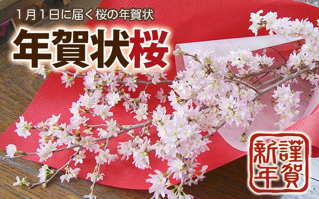 年賀状　啓翁桜