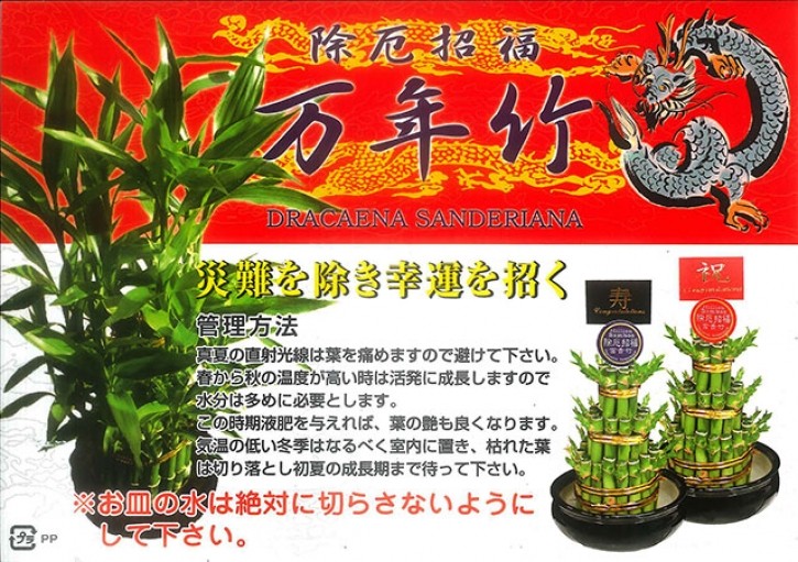 ミリオンバンブー