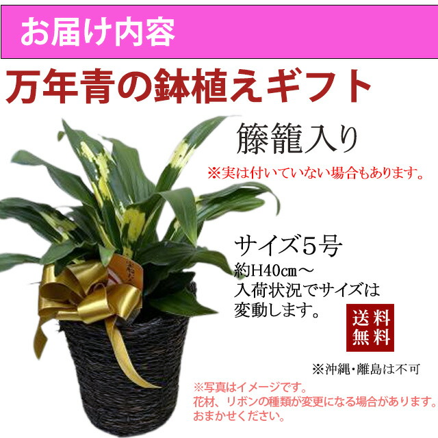 万年青 オモト おもと 【 万年青の鉢植え 篭付き 】 プレゼント