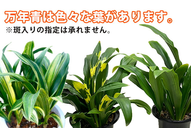 万年青 オモト おもと 【 万年青の鉢植え 篭付き 】 プレゼント