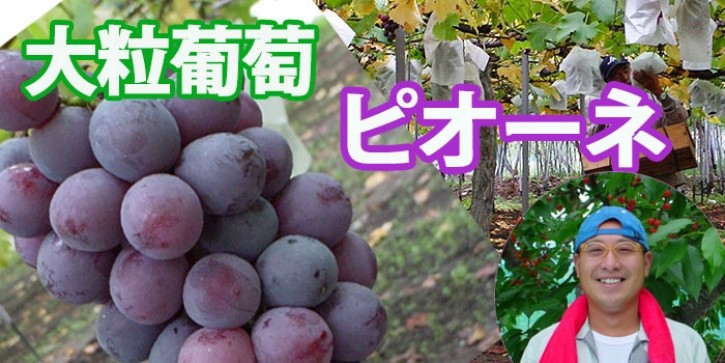 ピオーネ　トップ