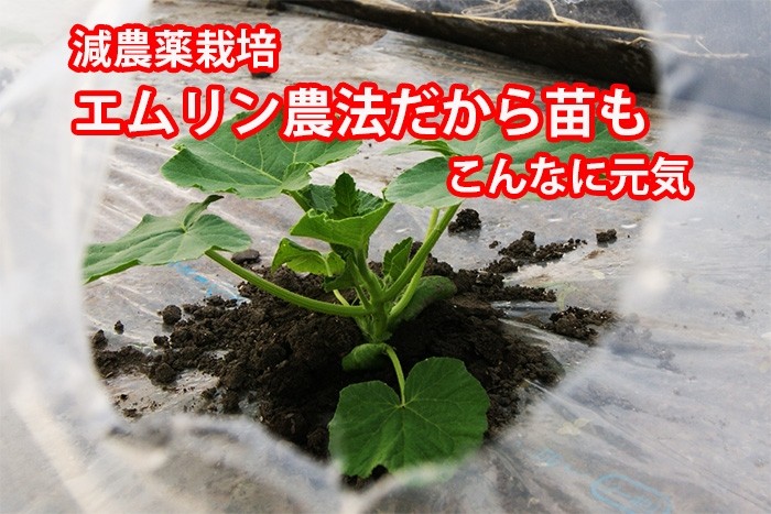 みやこ南瓜　苗