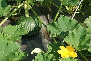かぼちゃの実