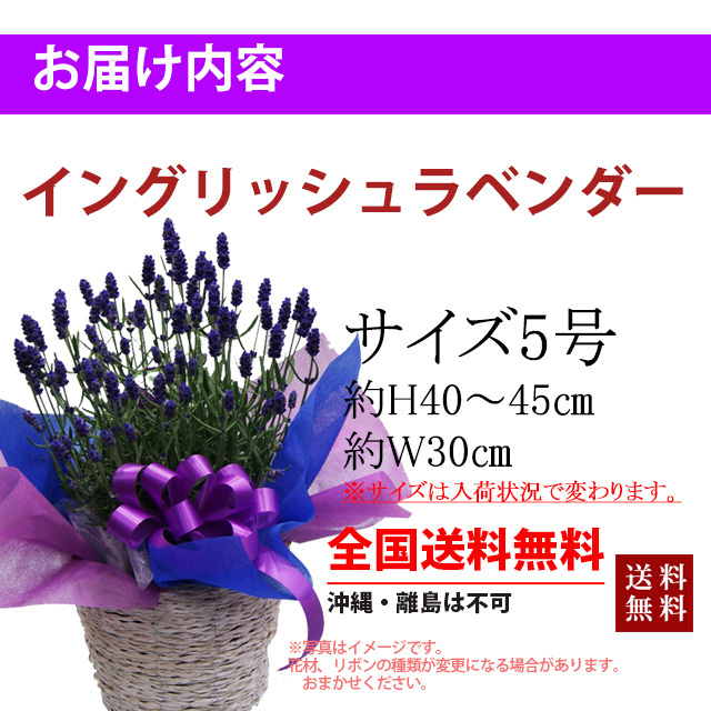 ラベンダー イングリッシュ ラベンダー母の日 父の日 花 プレゼント