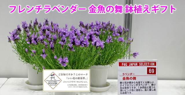 ラベンダー フレンチ 金魚の舞 母の日 鉢植え 送料無料