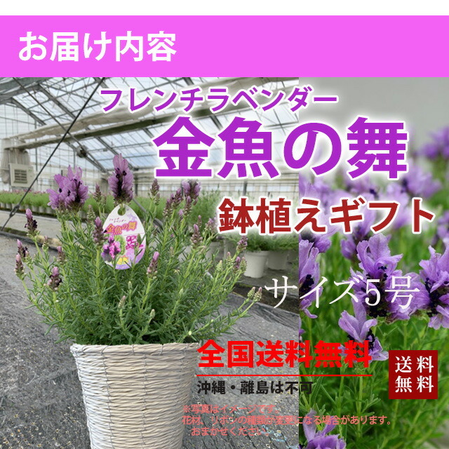 ラベンダー フレンチ 金魚の舞 母の日 鉢植え 送料無料