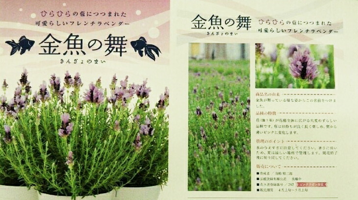 ラベンダー フレンチ 金魚の舞 母の日 鉢植え 送料無料