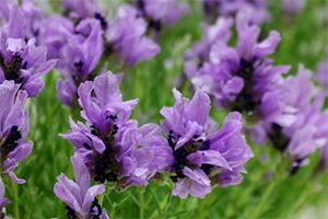 チューリップ 花束 ホワイトデー 送料無料