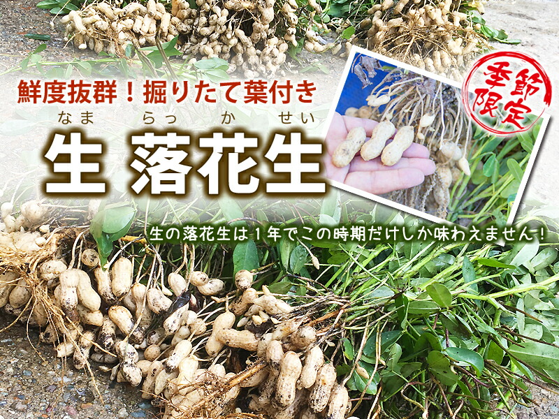 2024 予約 生落花生 山形産 品種おまかせ 5kg 殻付き 葉付 発送時期で