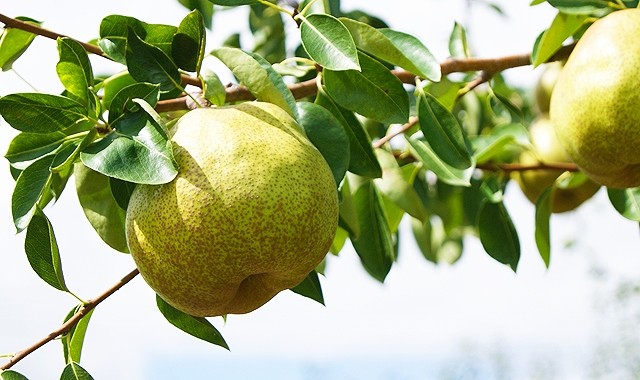 山形県産　ラフランス　佐藤錦　お取り寄せ　送料無料　フラワーギフト ネット通販花屋花樹有（かじゅある )　