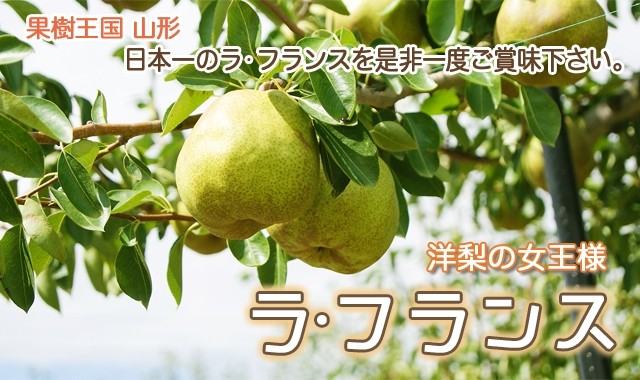 山形県産　ラフランス　お取り寄せ　送料無料　フラワーギフト ネット通販花屋花樹有（かじゅある )　