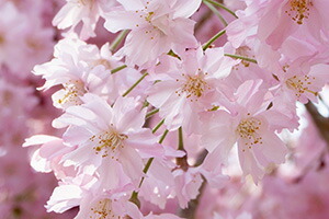 桜 さくら しだれ桜 枝垂桜 鉢植え 誕生日 結婚記念日 花樹有 山形の花屋　ネット通販 山形 花屋 花樹有（ かじゅある )