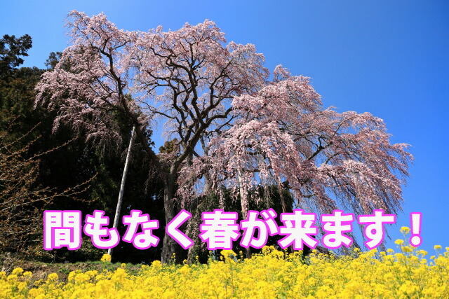 桜 盆栽 さくら サクラ しだれ桜 枝垂桜 シダレ ミニ盆栽 ギフト