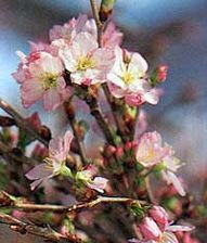 啓翁桜 山形 桜 お歳暮 花束 優雅に飾れる長さ 100ｃｍ 5本 正月 育て方 山形啓翁桜 店舗良い 通販 花言葉 クリスマス 花瓶 盆栽