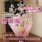 山形の啓翁桜 テーブルやリビング用 60cm)