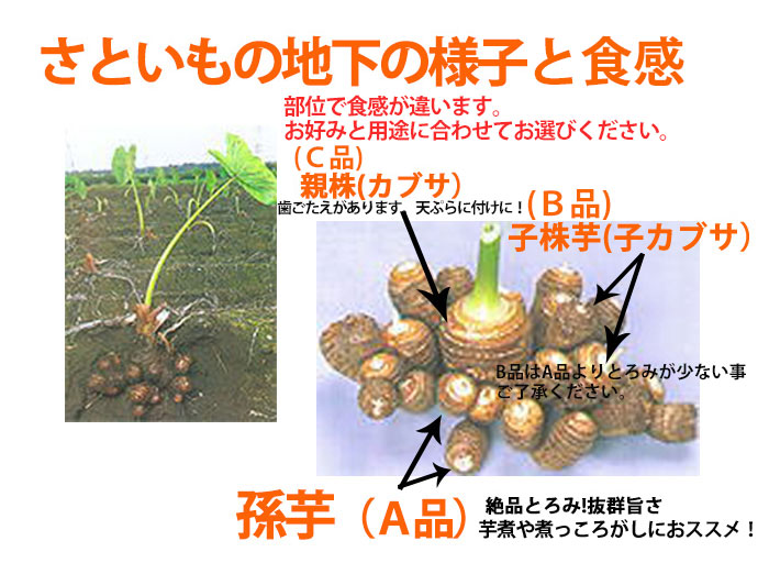 さといもの地下の様子