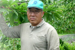 山形産 さくらんぼ 紅秀峰 佐藤農産 ネット通販花屋花樹有(かじゅある )